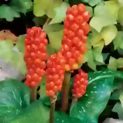 Arum